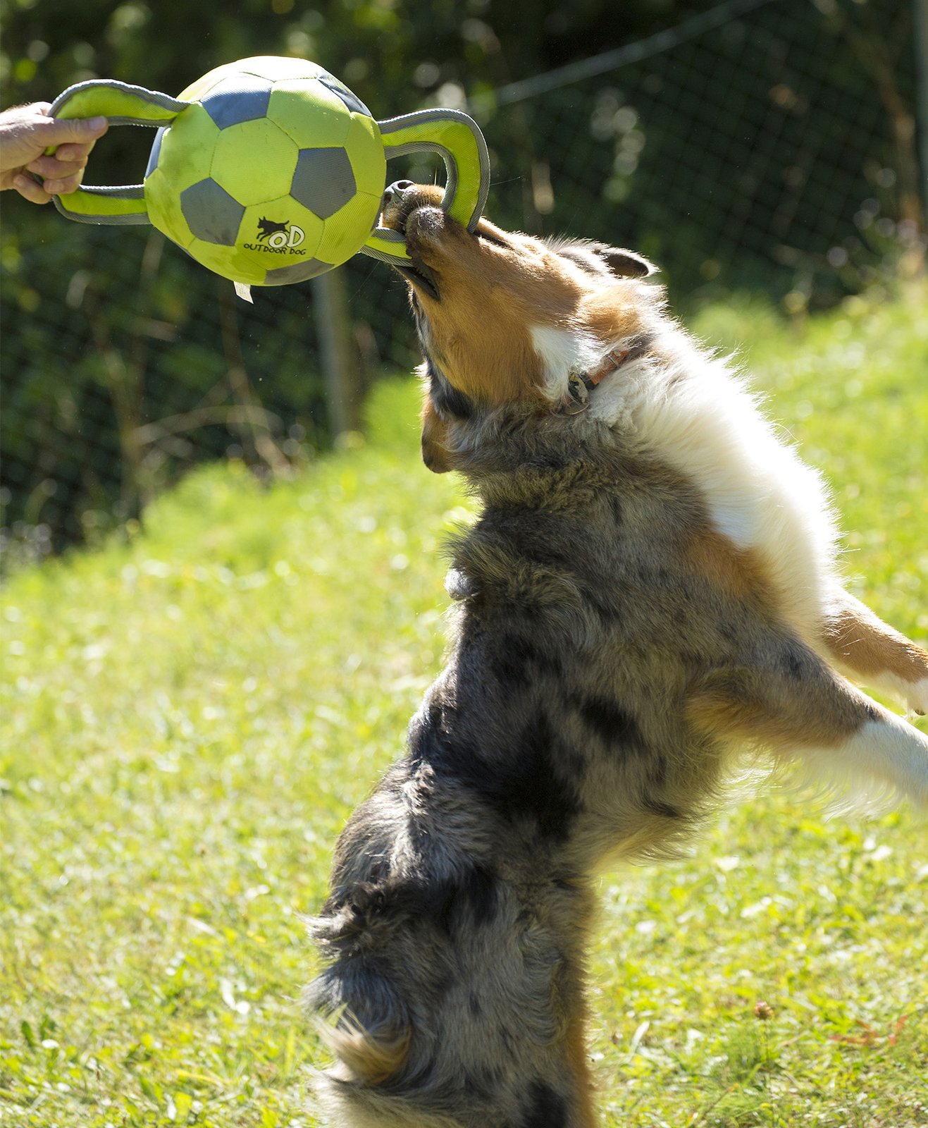 Un chien qui joue au ballon avec son maitre