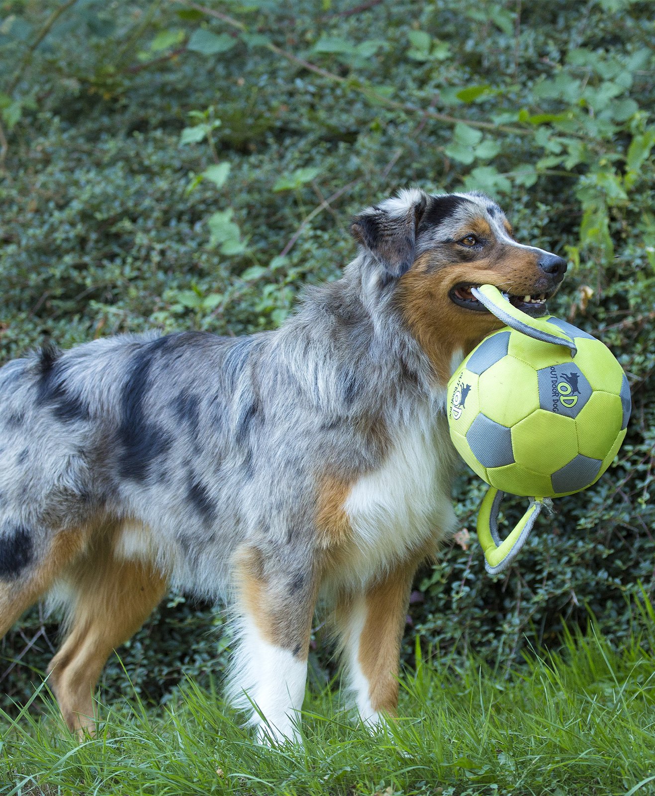 Un chien qui tient un ballon dans la gueule