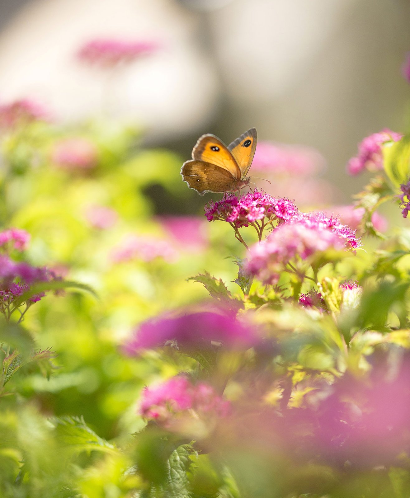 Un papillon en pleine nature sur une fleur
