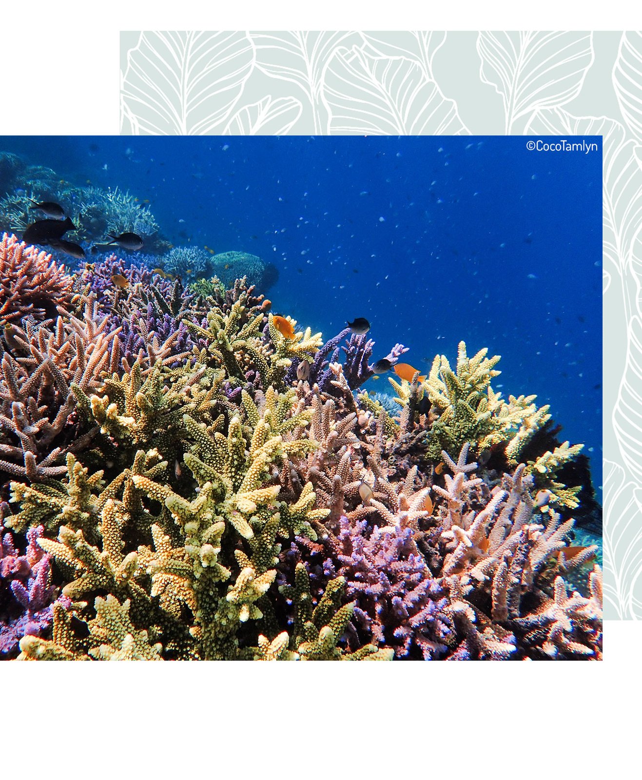 Des coraux et des poissons représentent la biodiversité marine