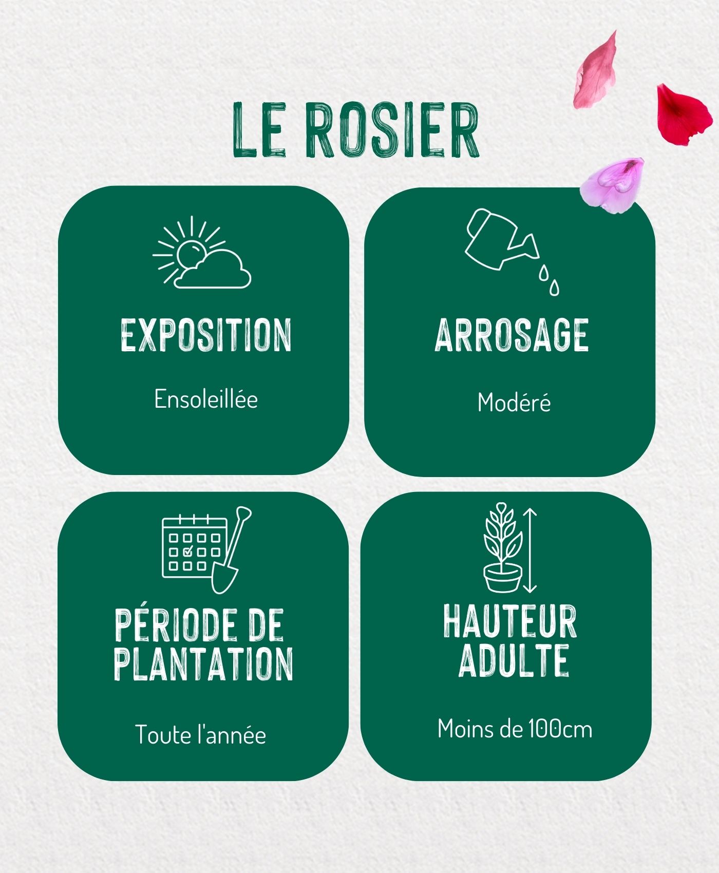 Une infographie présentant les étapes d'entretien du rosier