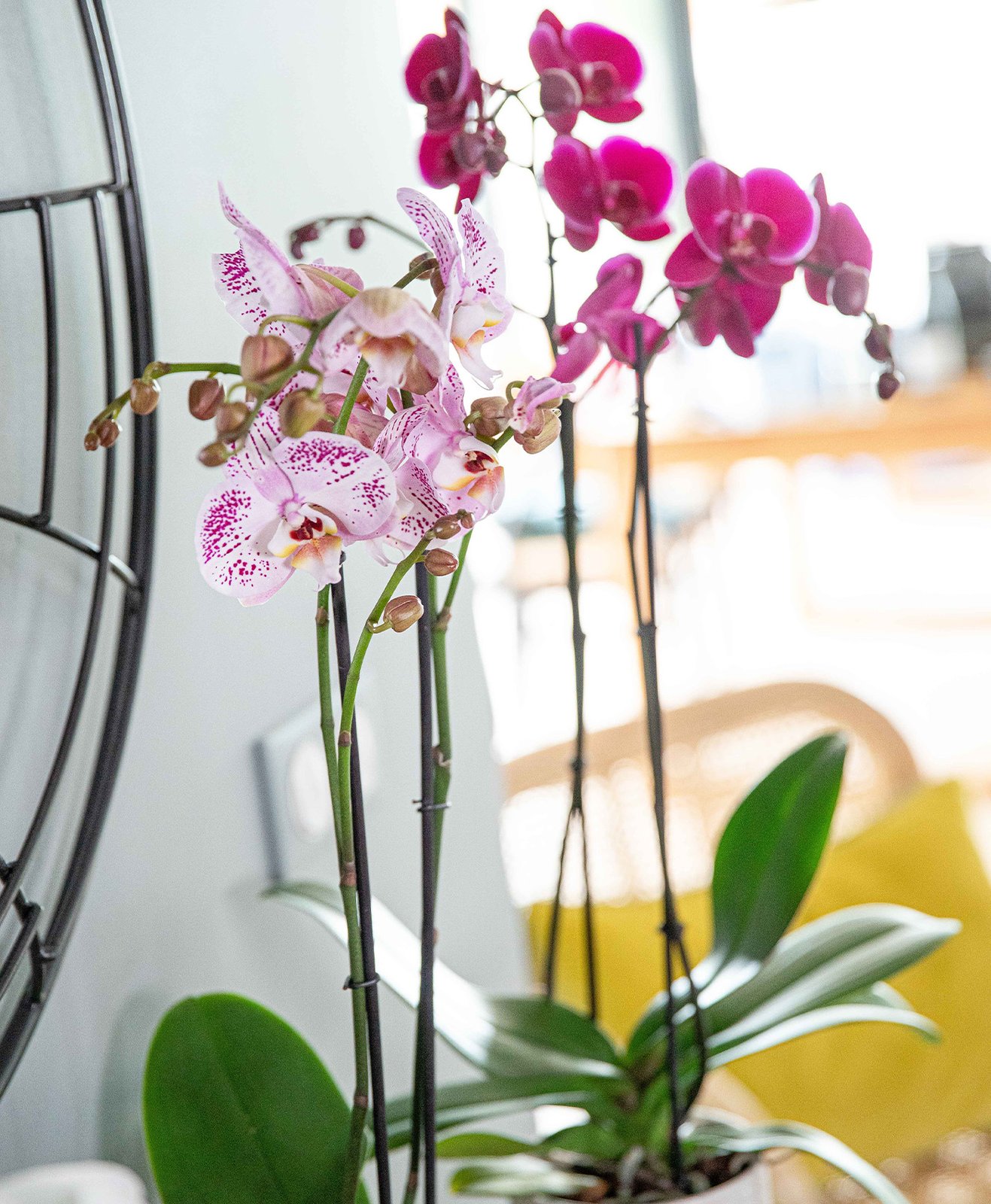 Deux orchidées roses dans un intérieur