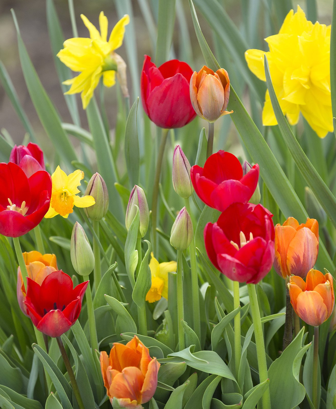 Des tulipes jaunes, rouges et oranges dans un jardin