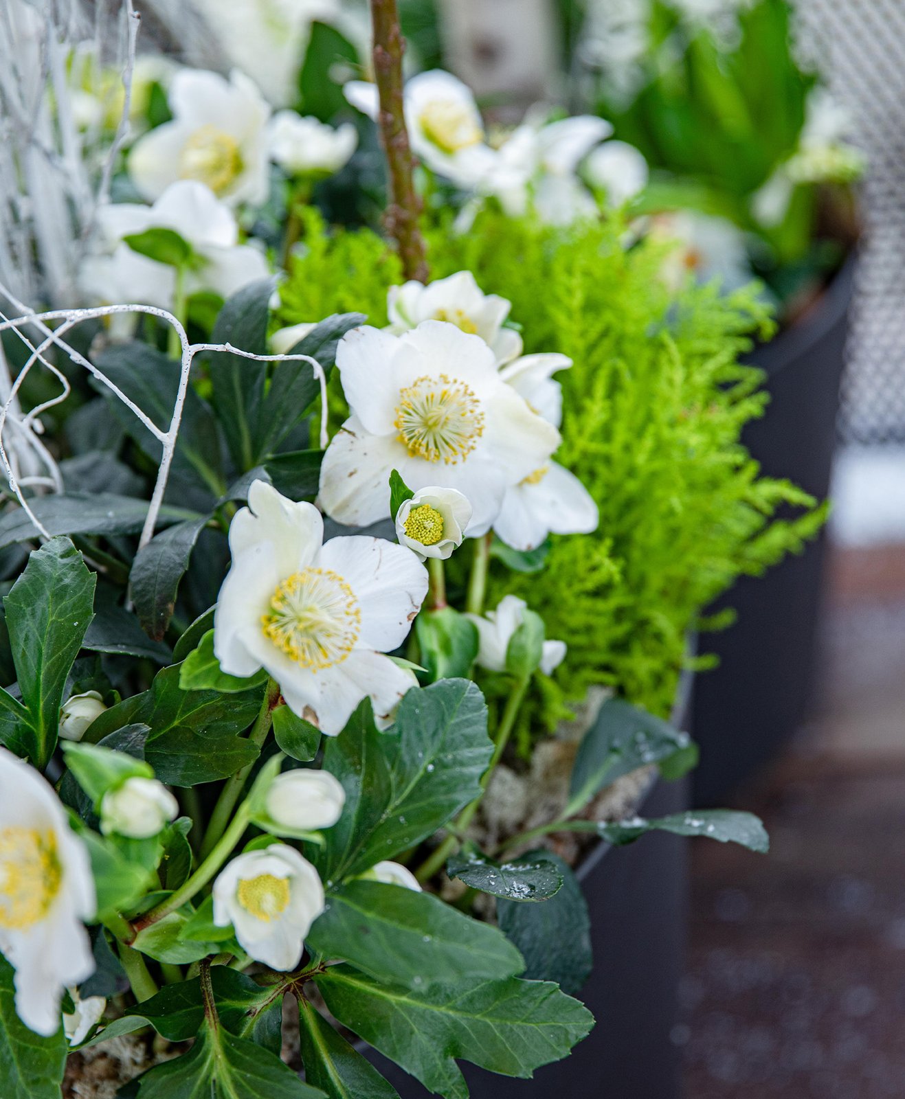 Focus sur les fleurs blanches d'une jardinière d'hellébores