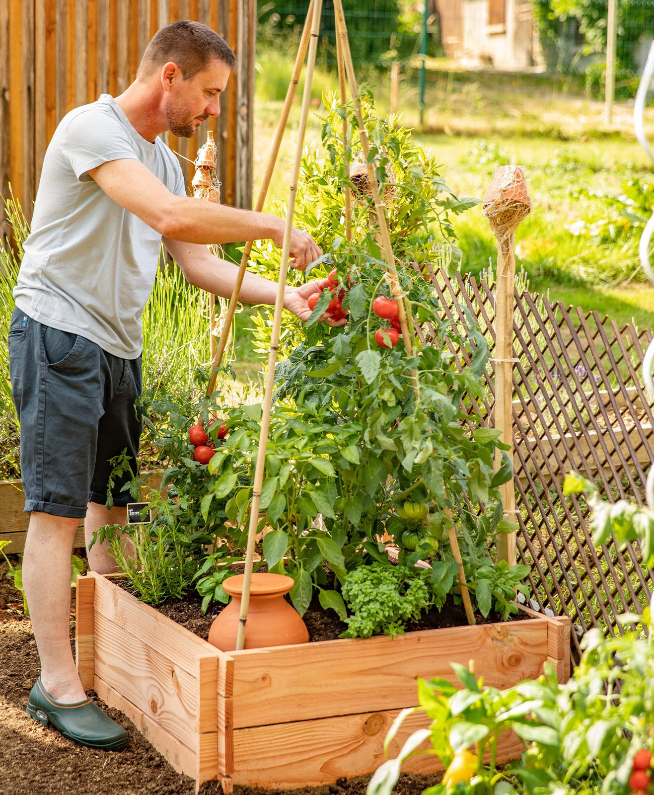 Un homme qui récolte des tomates dans un carré potager