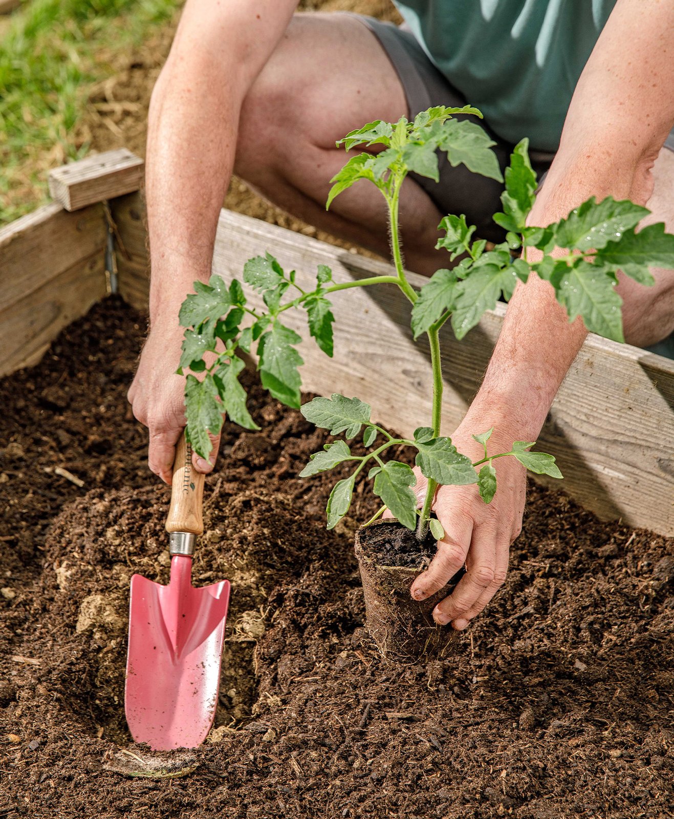 Un homme qui plante un pied de tomate dans un carré potager