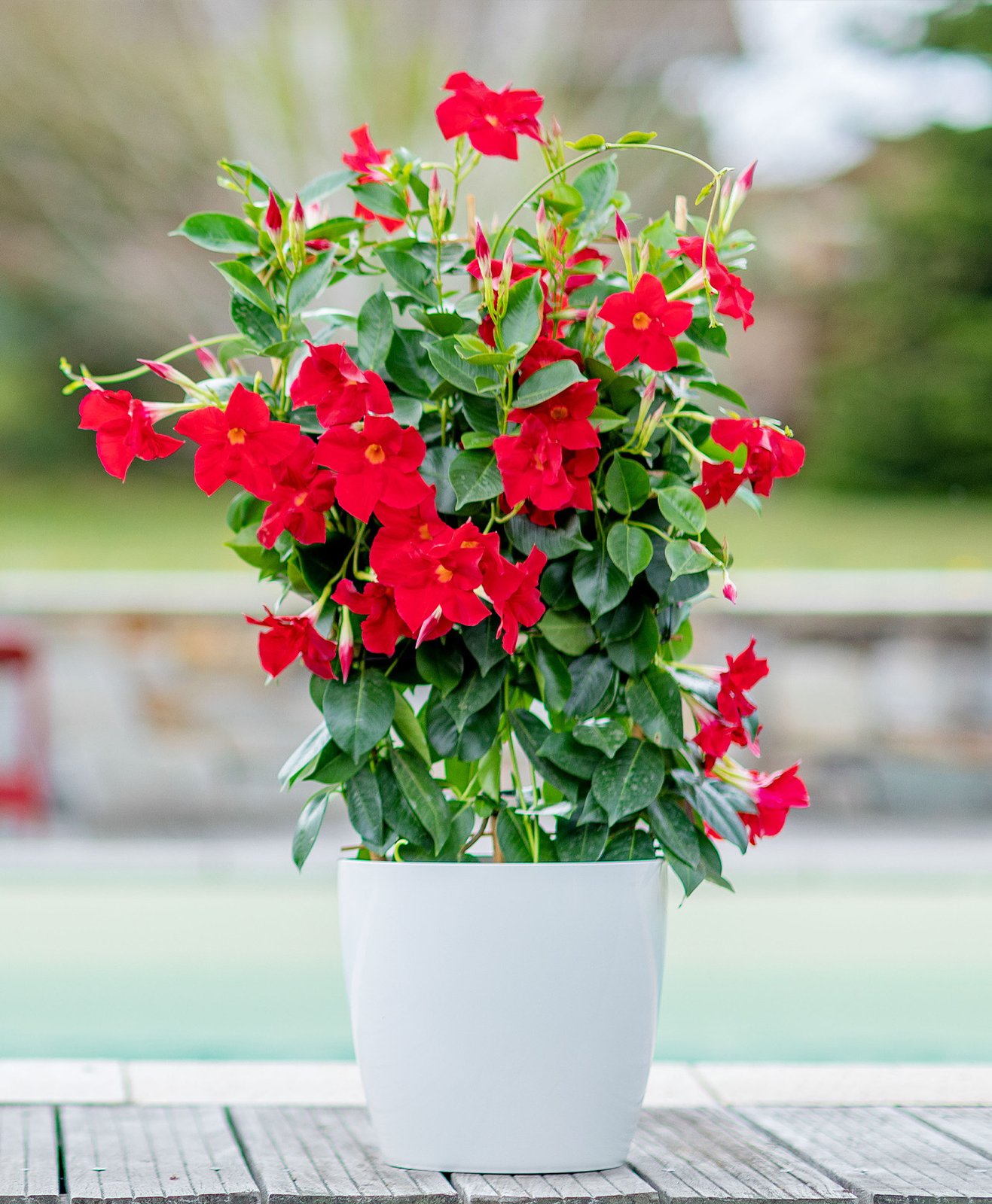 Un dipladenia rouge dans un pot blanc sur une terrasse