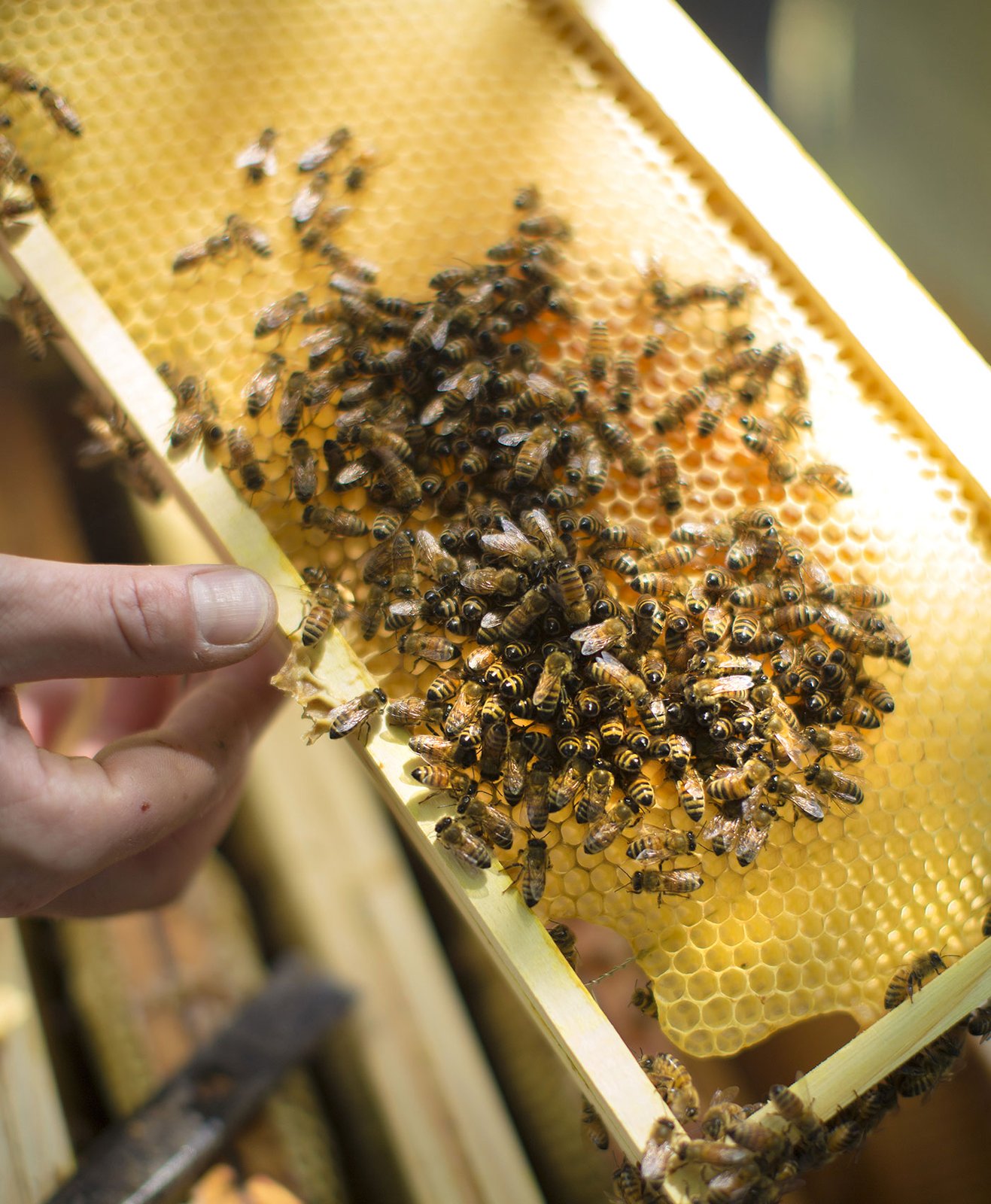 Un apiculteur présente un rayon issu d'un rucher