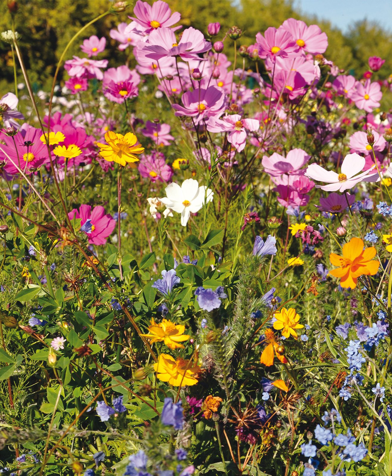 Une prairie fleurie dans un jardin pour la biodiversité