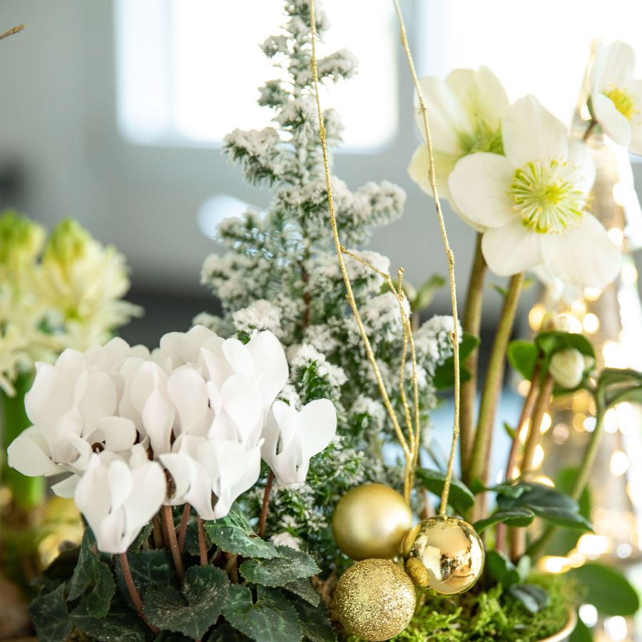 Plantes et fleurs de Noël Cyclamens