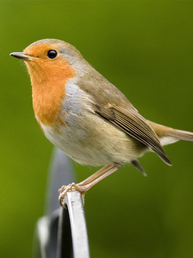 Conseils botanic® pour accueillir les oiseaux dans son jardin