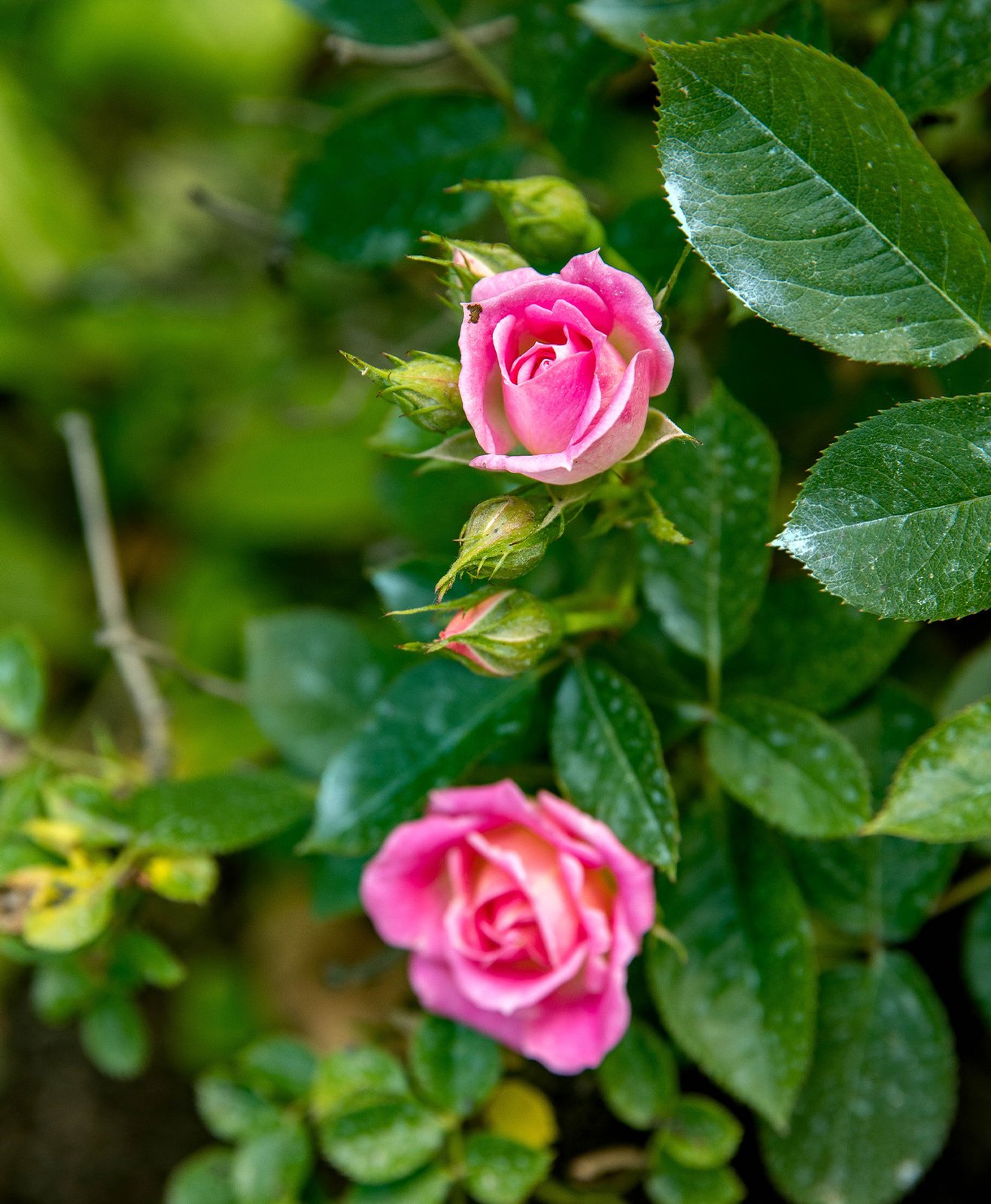Zoom sur une rose de couleur rose en fleur
