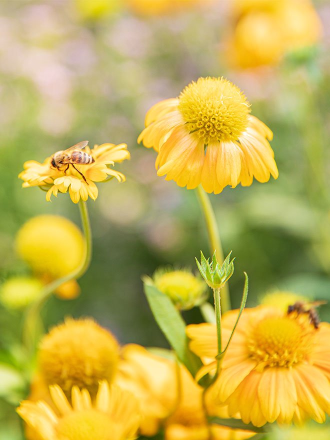 Vignette conseil pour sauver les abeilles et préserver la biodiversité