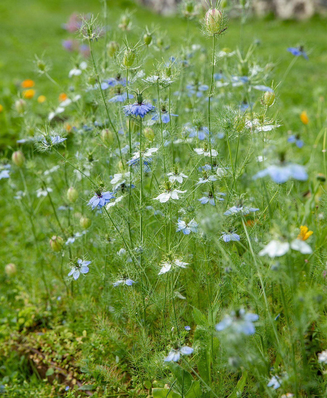 Une prairie fleurie avec des fleurs bleues