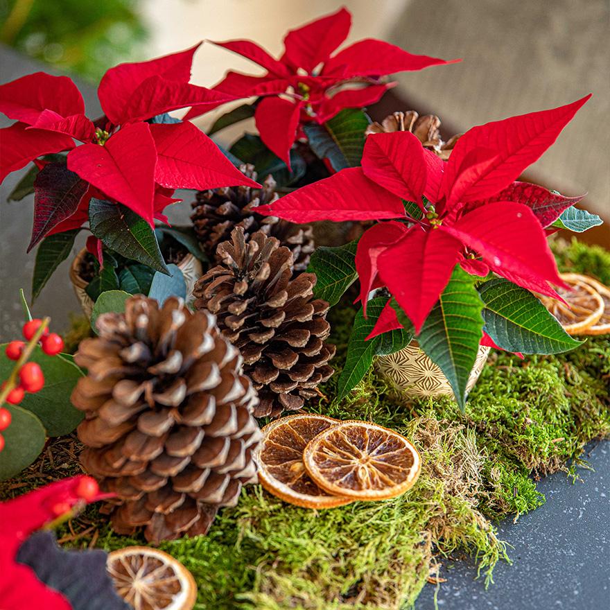 Zoom sur une décoration naturelle avec un poinsettia