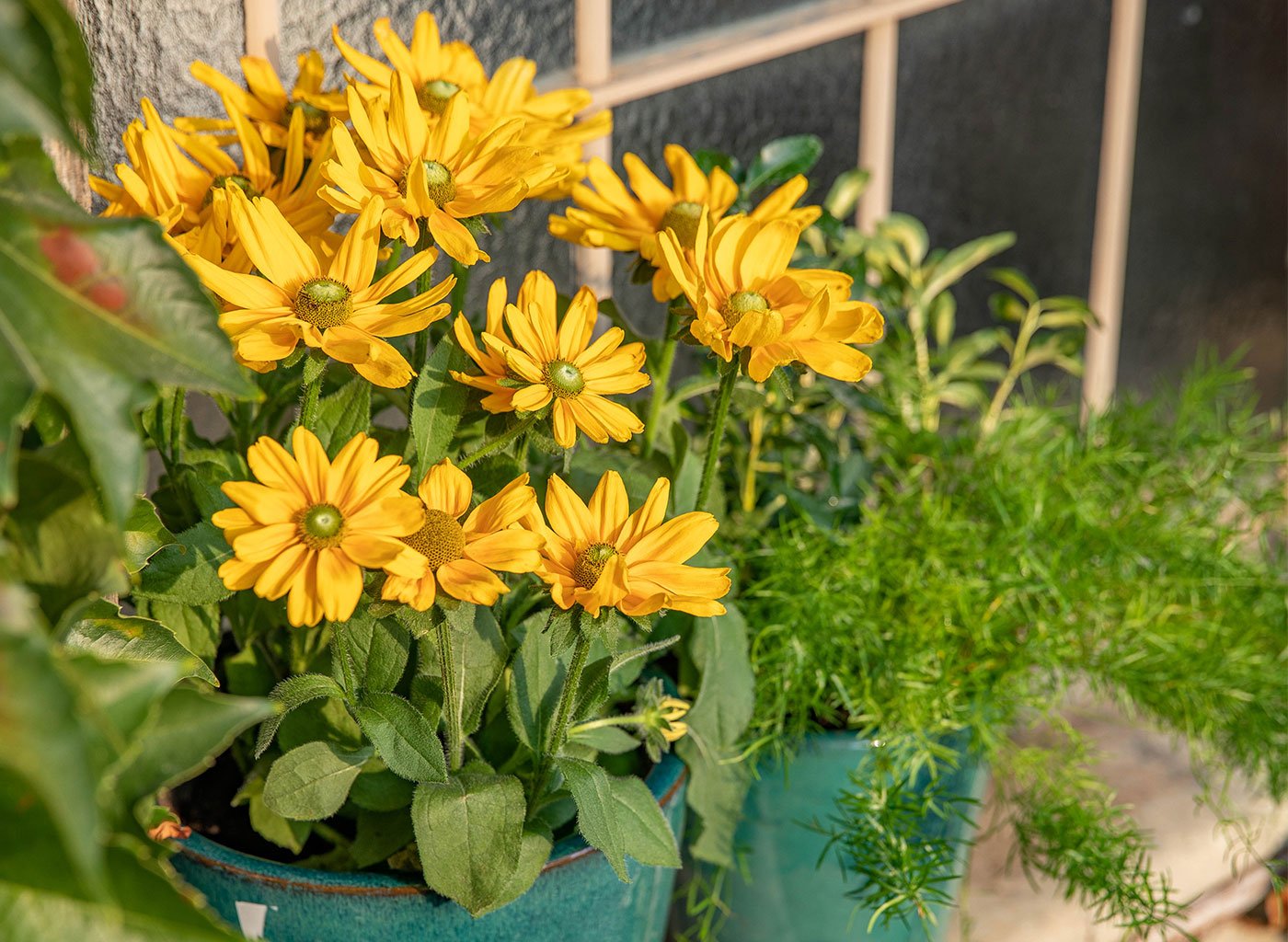 Plantes fleuries jaunes botanic® dans un pot