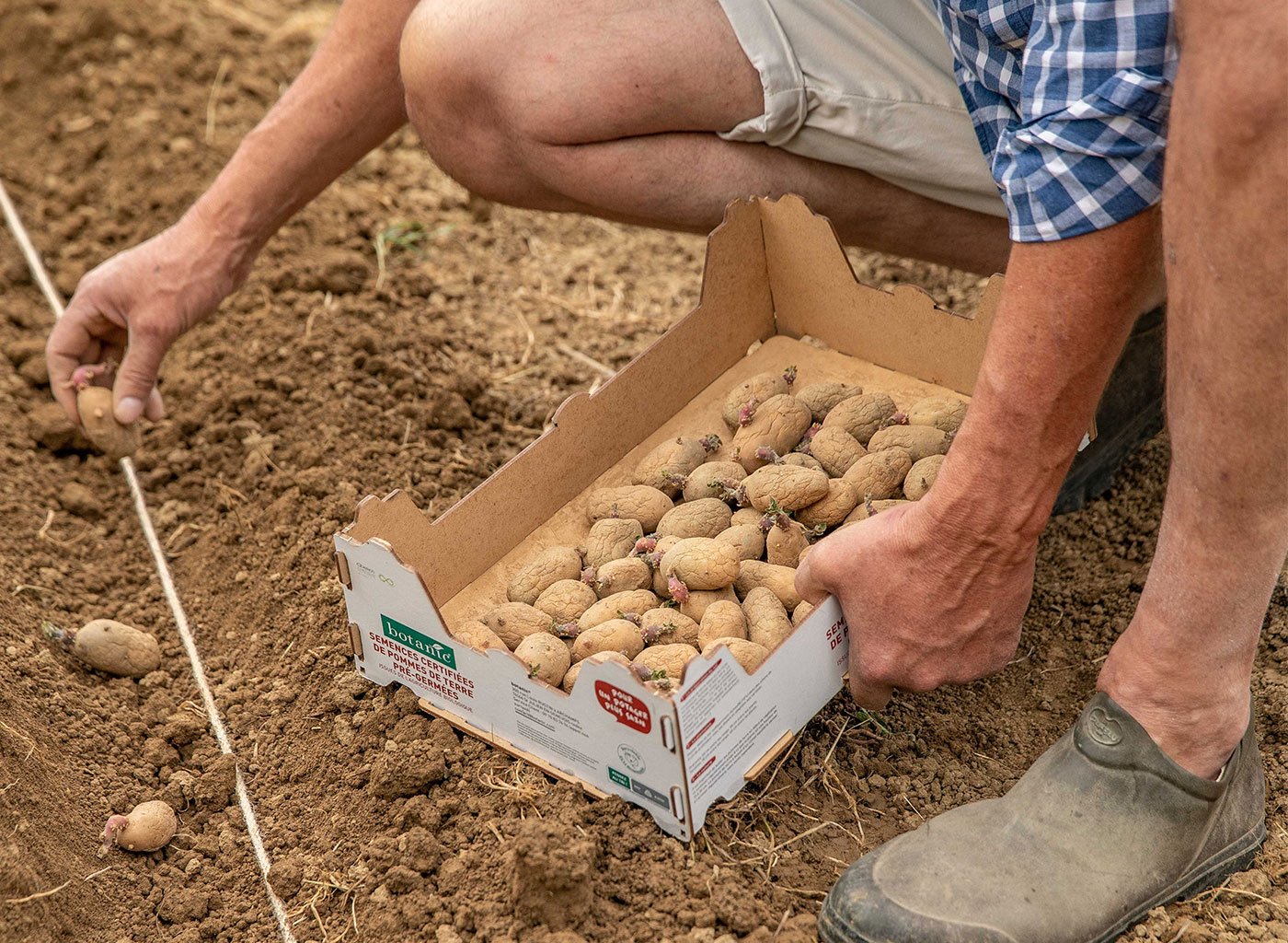Un homme plante des pommes de terre botanic® en pleine terre