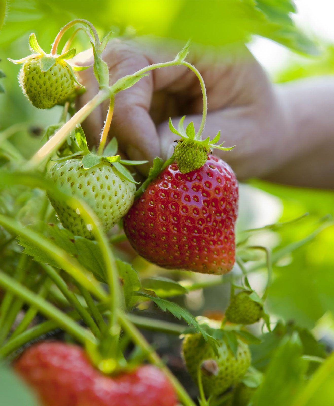 Zoom sur des fraises dans un jardin