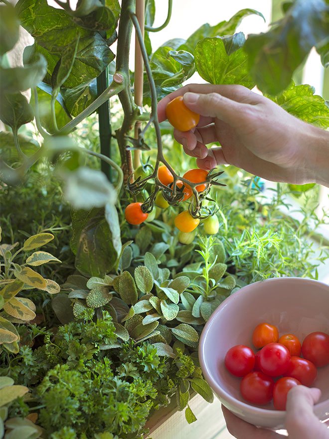 Conseils botanic® Comment cultiver des tomates cerises