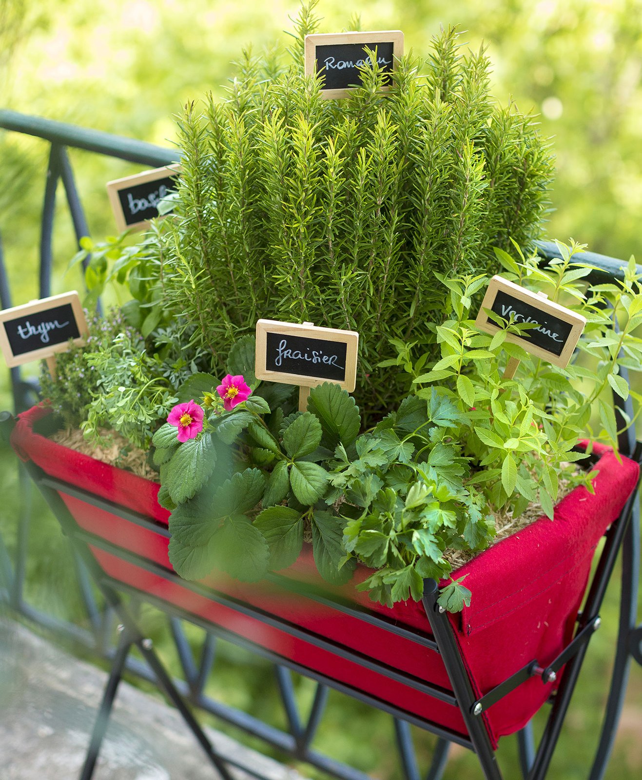 Cultiver des herbes aromatiques et des fraises dans une jardinière sur un balcon