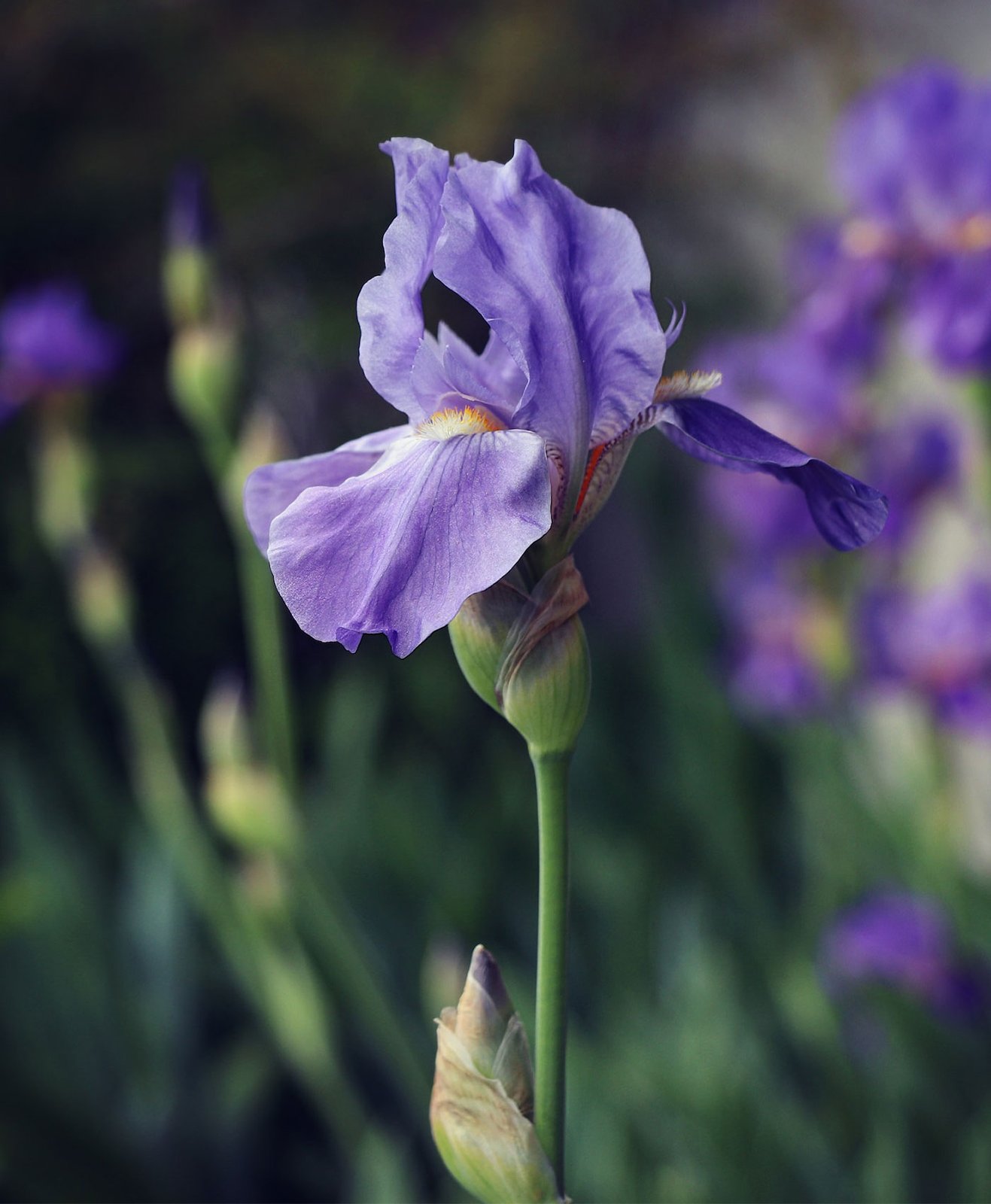 Un iris violet en fleur