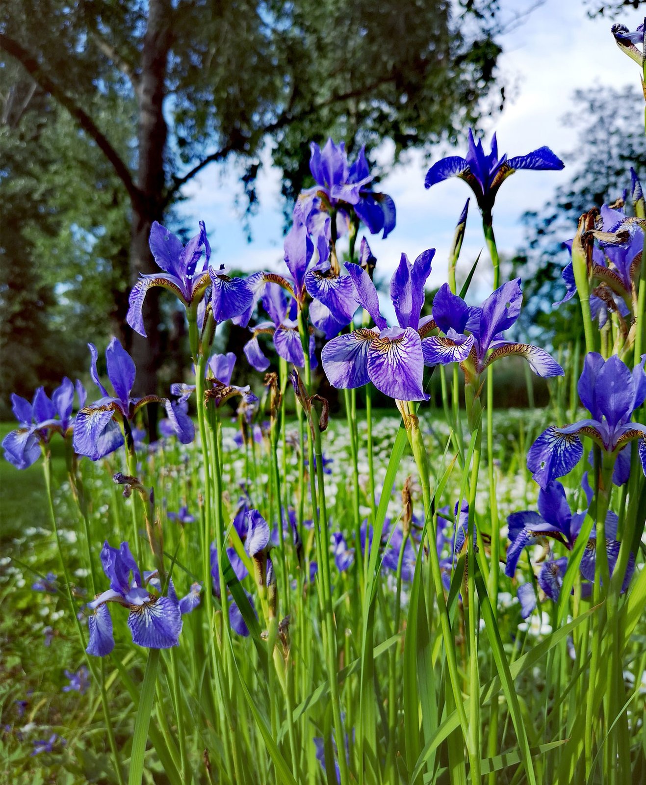 Plantation d'iris