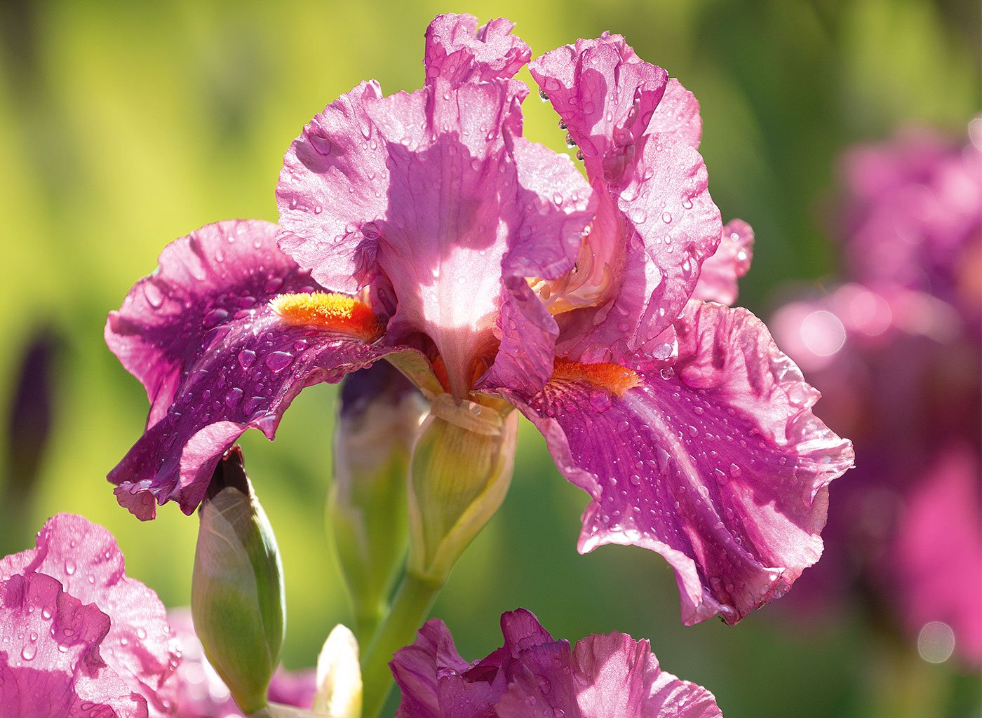 Zoom sur un iris dans un jardin