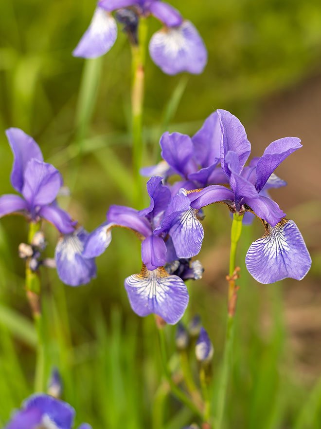 Conseils botanic® Comment planter et entretenir des iris