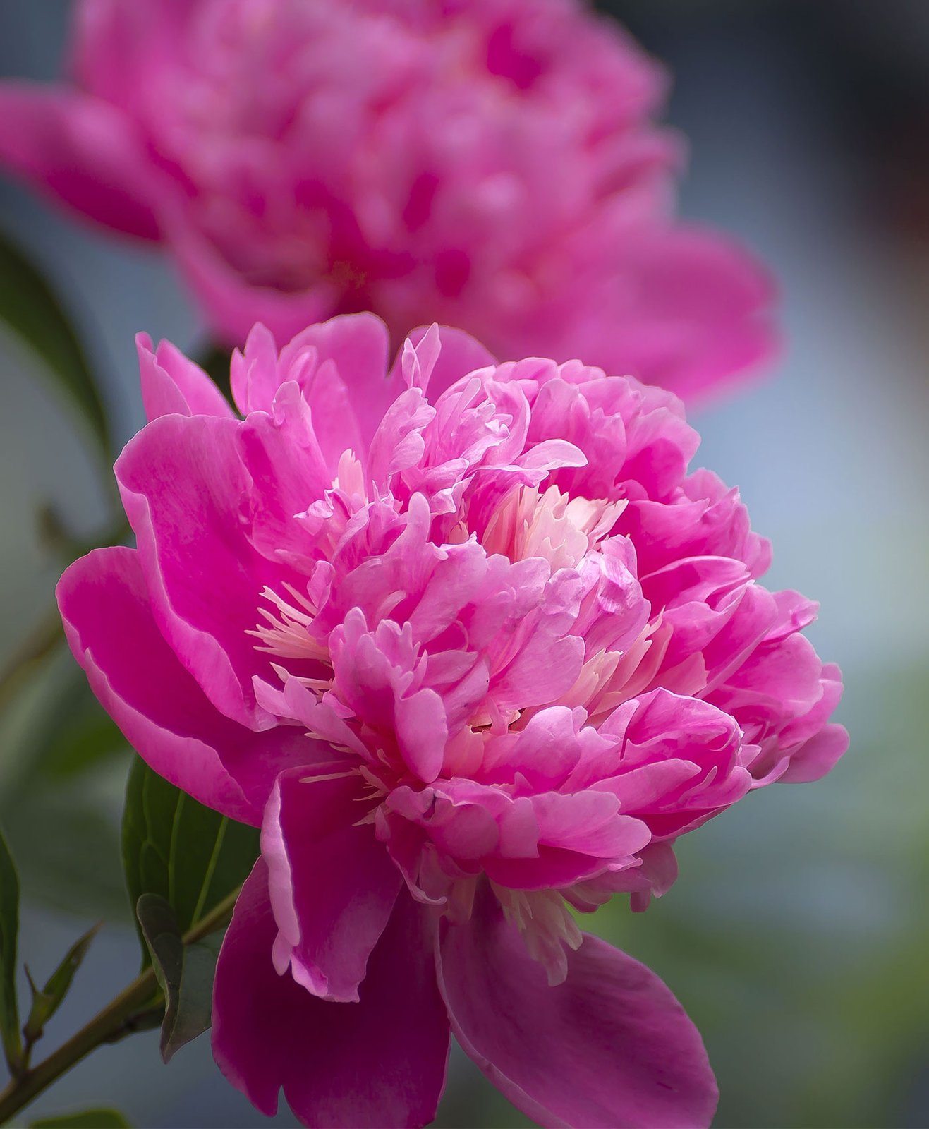 100 Graines De Pivoines Mélangées - Bonsaï, Culture Facile, Pour Jardin Ou Balcon
