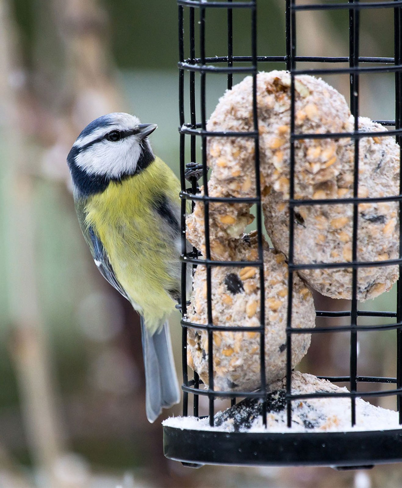 Un oiseau profite et mange des graines dans une mangeoire