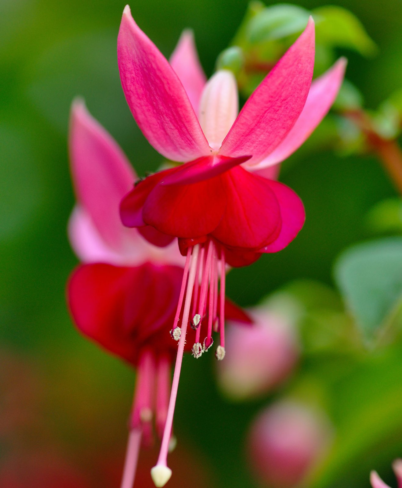 Zoom sur une fleur de fuchsia rose