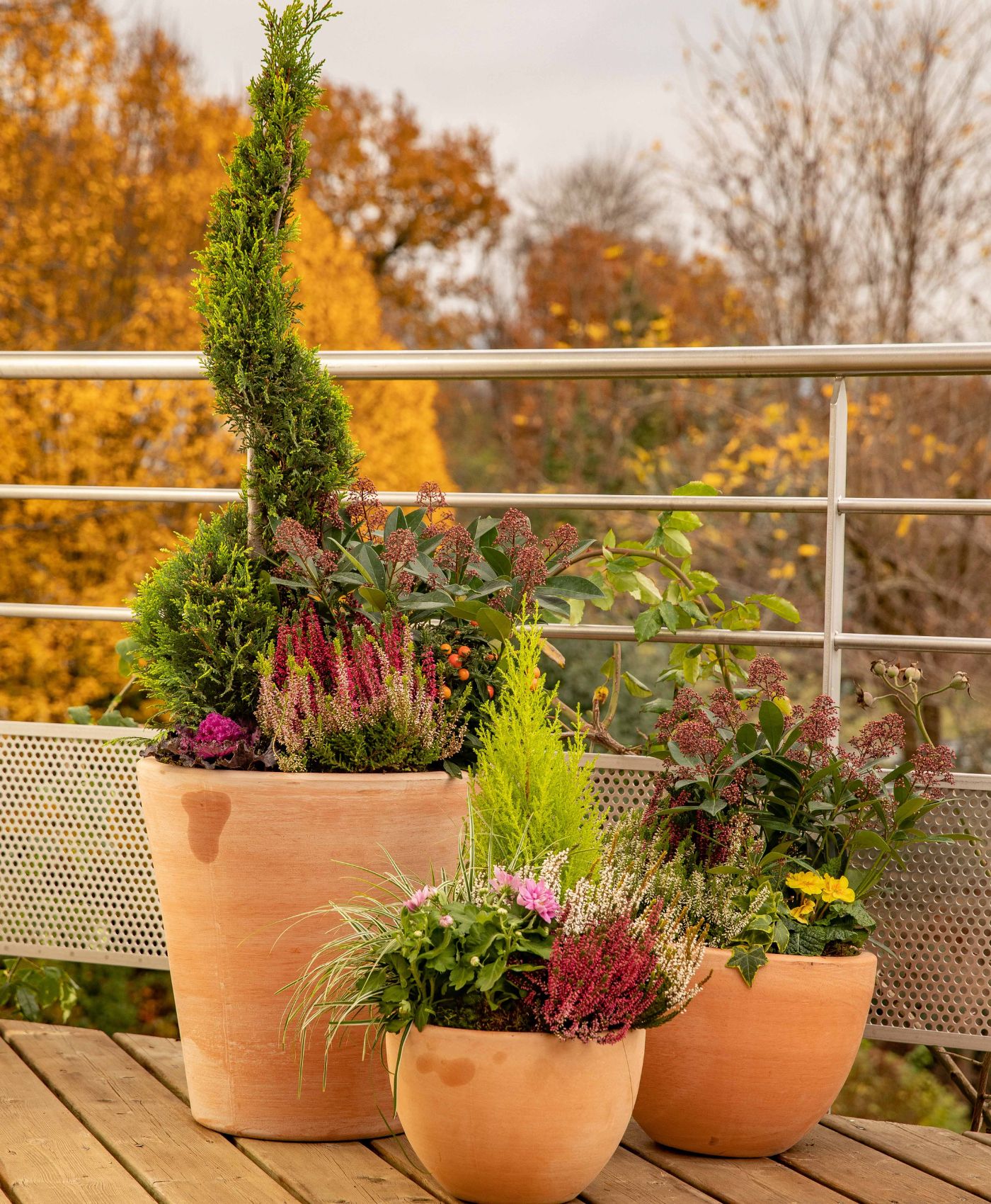 Des arbustes nains dans des pots sur balcon