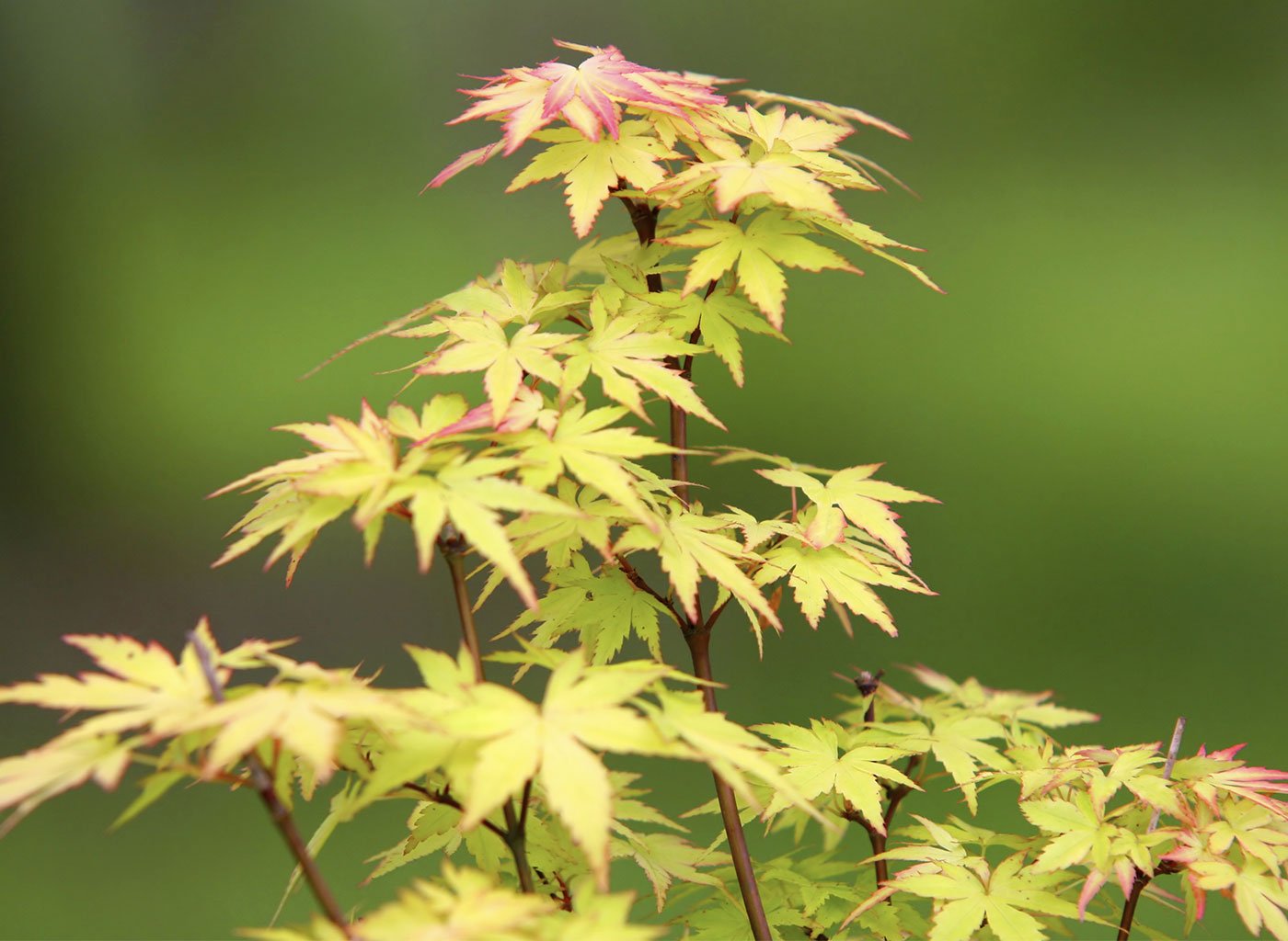 Un érable du Japon aux feuilles vertes rougissantes