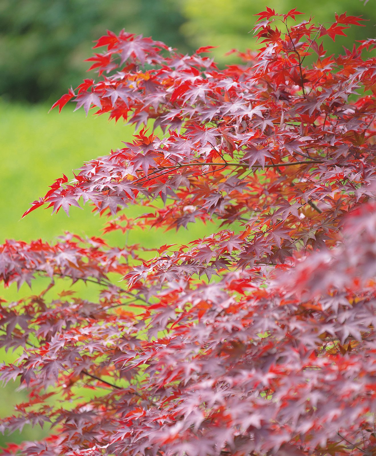 Zoom sur un érable du Japon aux feuilles rouges