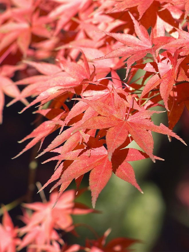 Conseils botanic® Comment planter et entretenir un érable du Japon