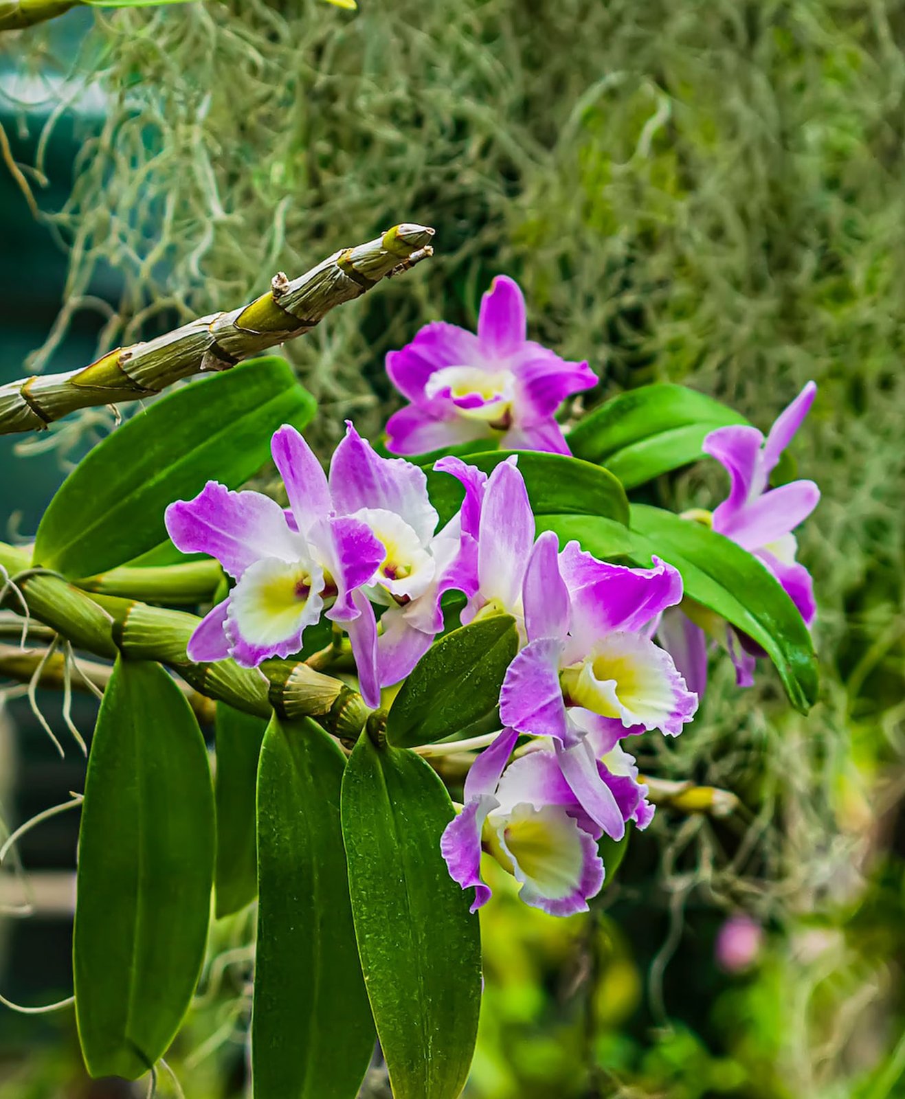Une orchidée dendrobium violette
