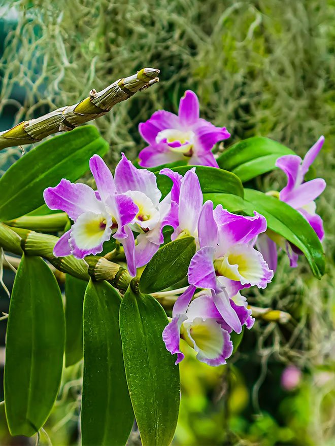 Conseils botanic® Comment cultiver l'orchidée dendrobium
