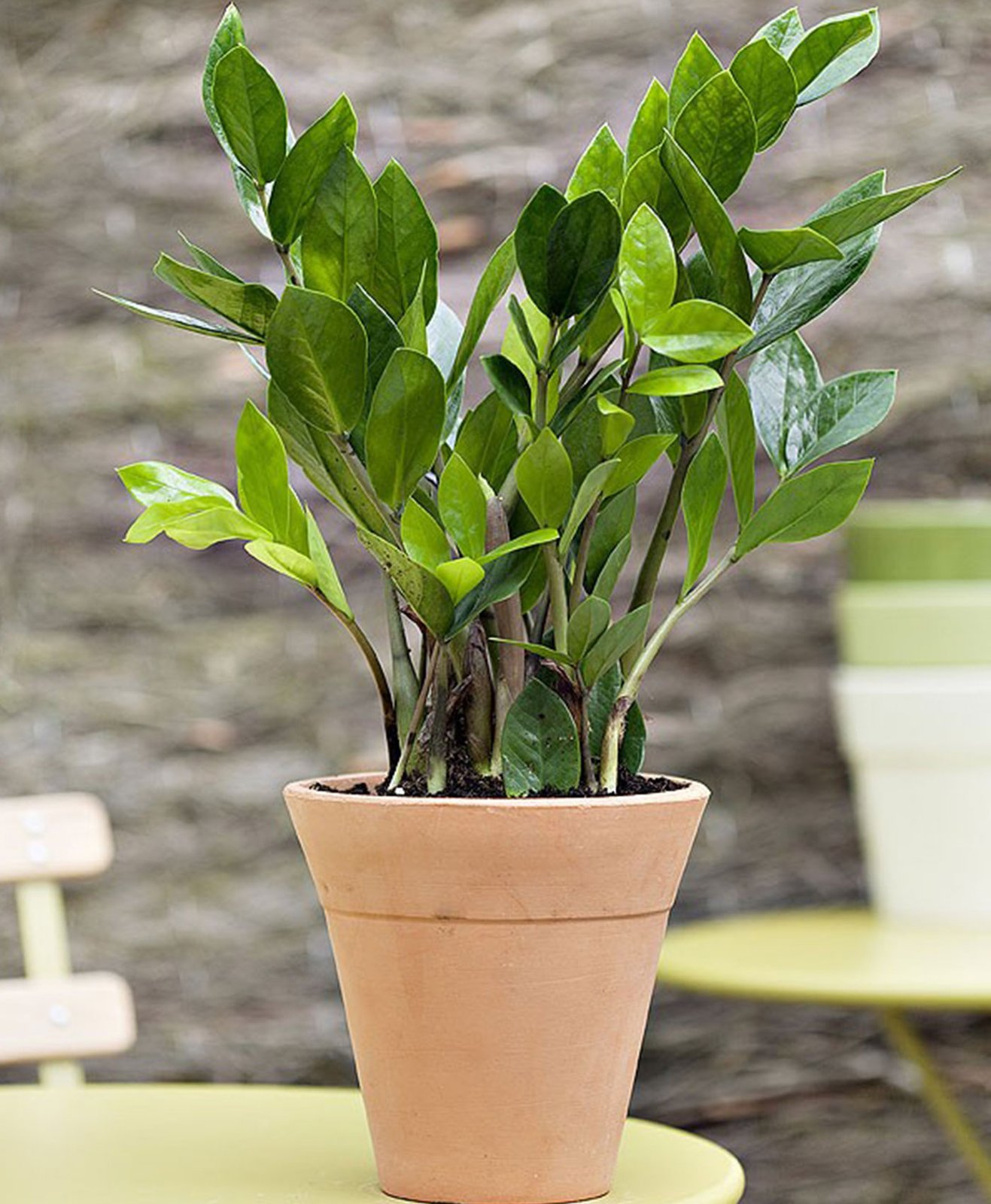 Une plante verte zamioculcas dans un pot en terre cuite