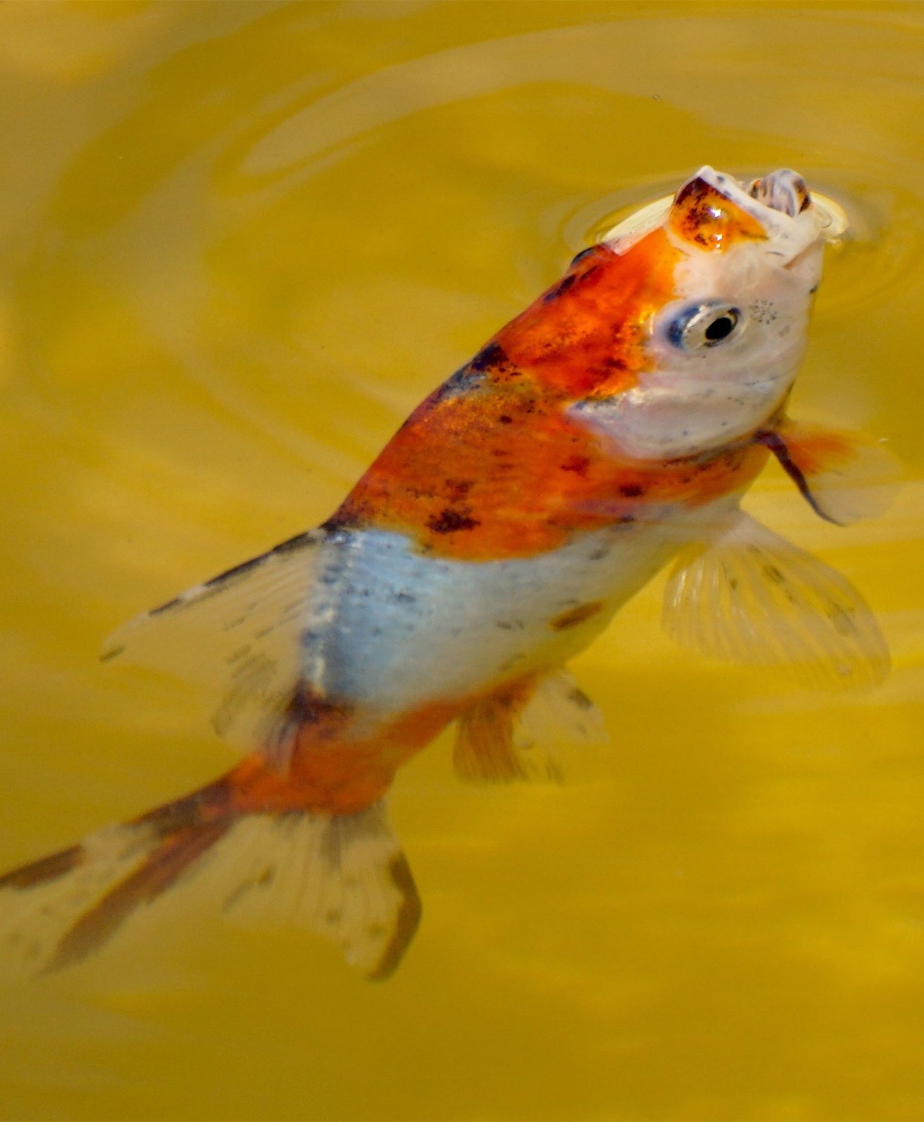Un petit poisson dans un bassin aquatique