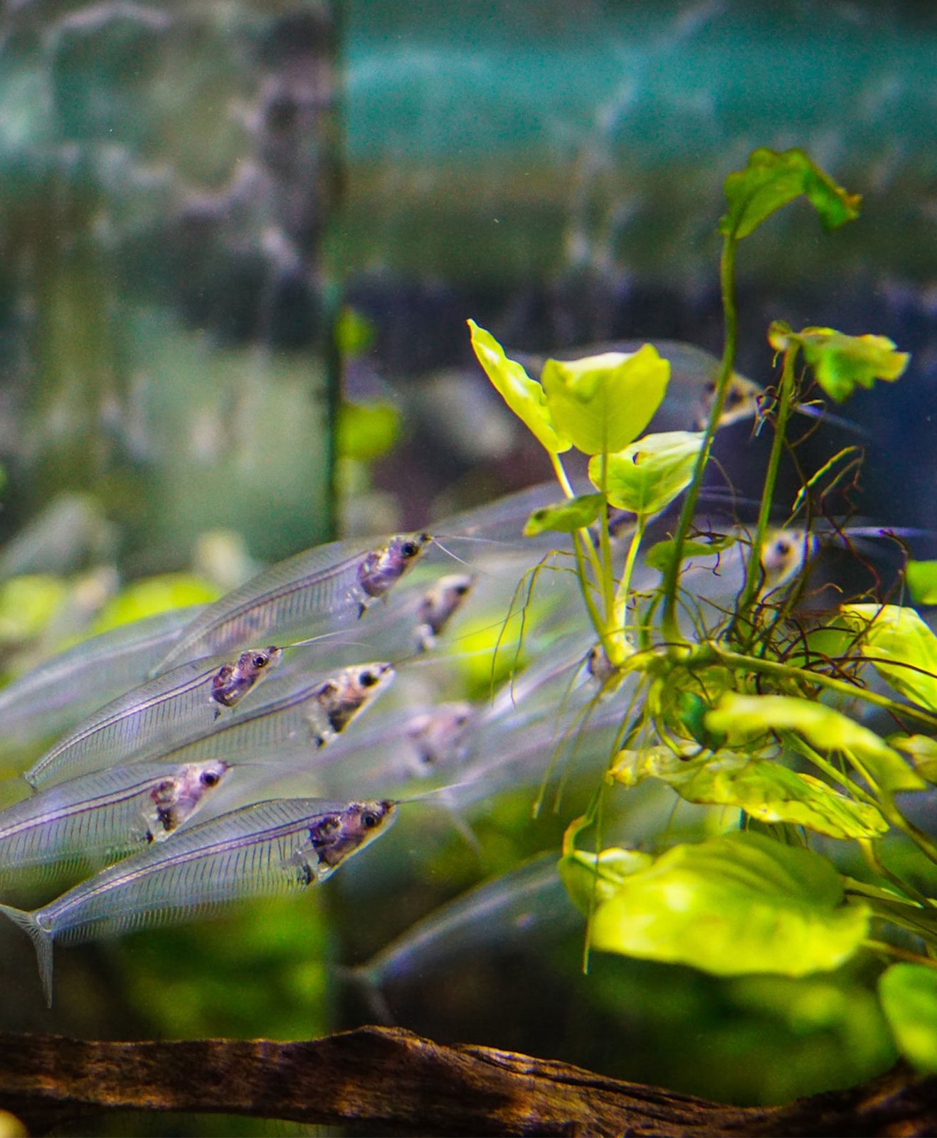 Banc de poissons transparents dans un aquarium
