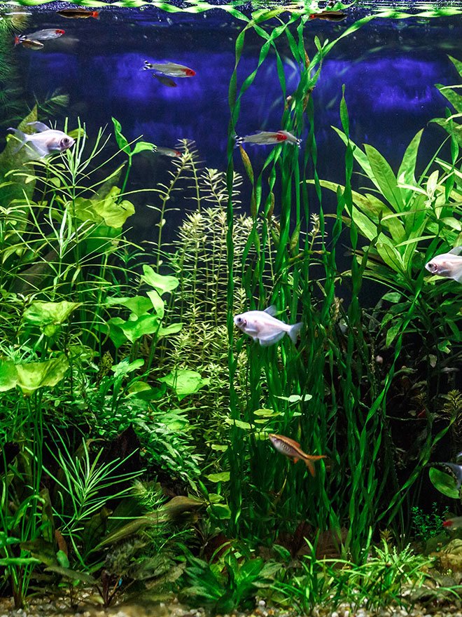 Conseils botanic® Comment choisir et entretenir les plantes de son aquarium