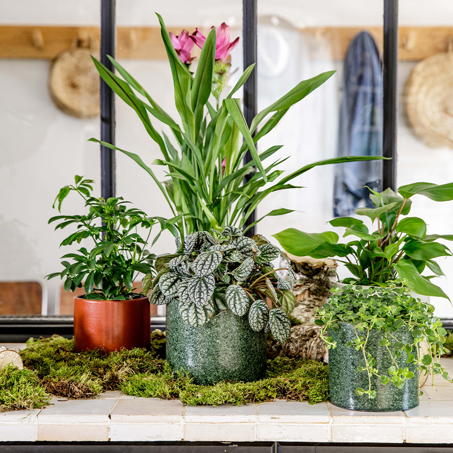 Optez pour des petites plantes au feuillage graphique peu développé pour décorer votre hall.