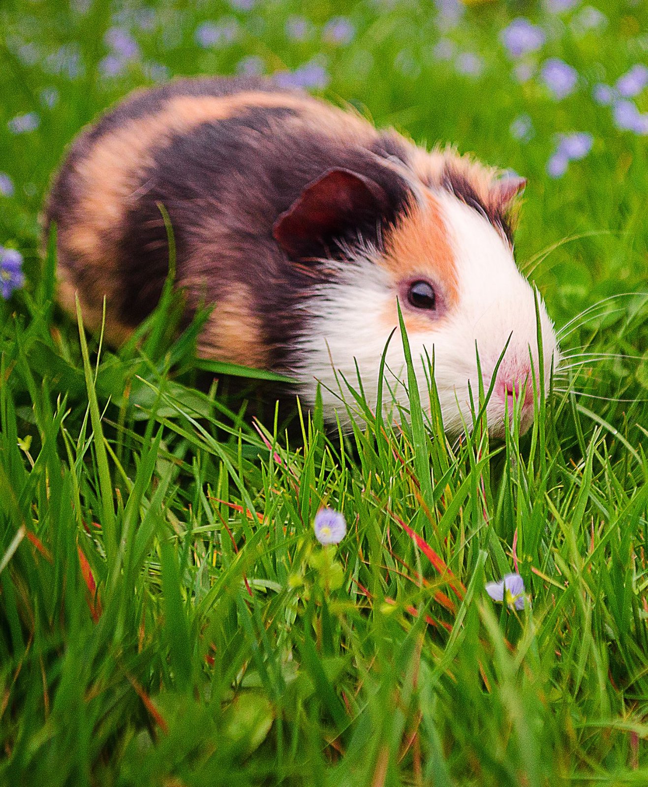 Un cochon d'Inde dehors sur le l'herbe