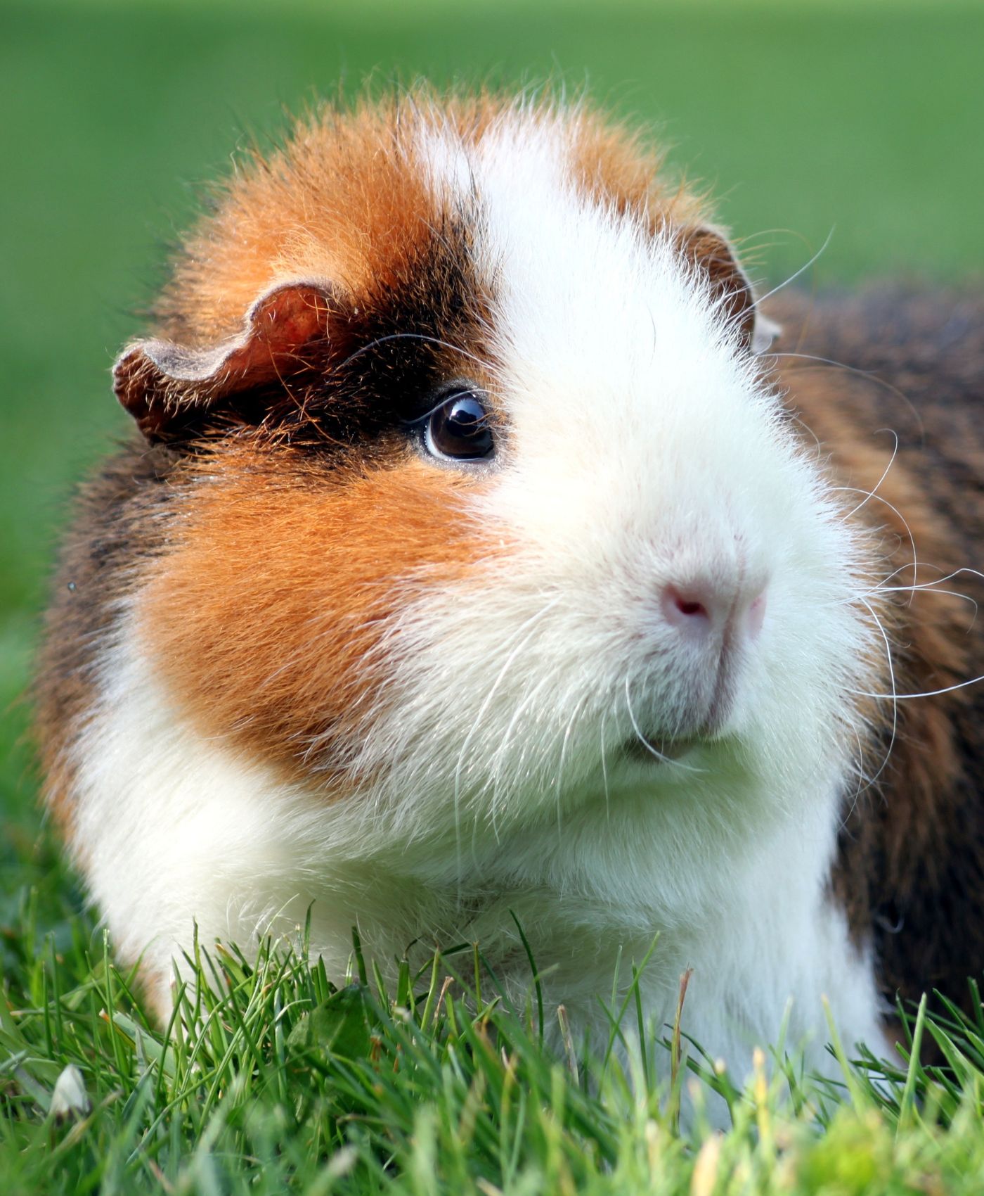 Un zoom sur un cochon d'Inde sur l'herbe