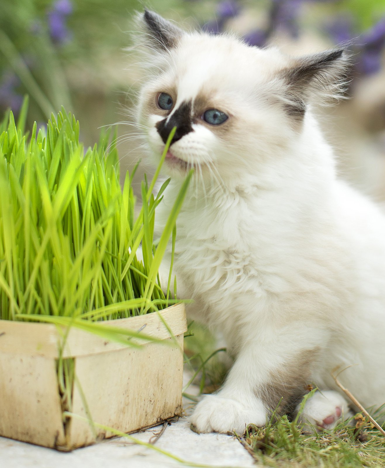 Un chat blanc en train de manger une herbe à chat