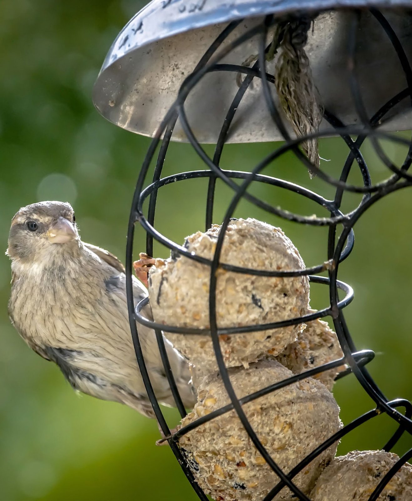 Un oiseau déguste une boule de graisse sur un mangeoire