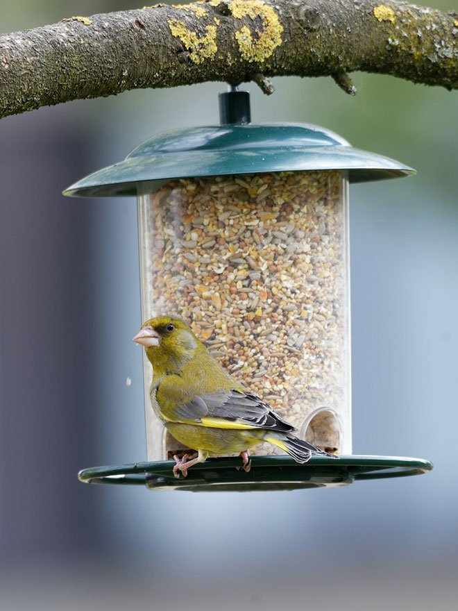 Conseils botanic® Tout savoir sur les mangeoires et abreuvoirs pour oiseaux