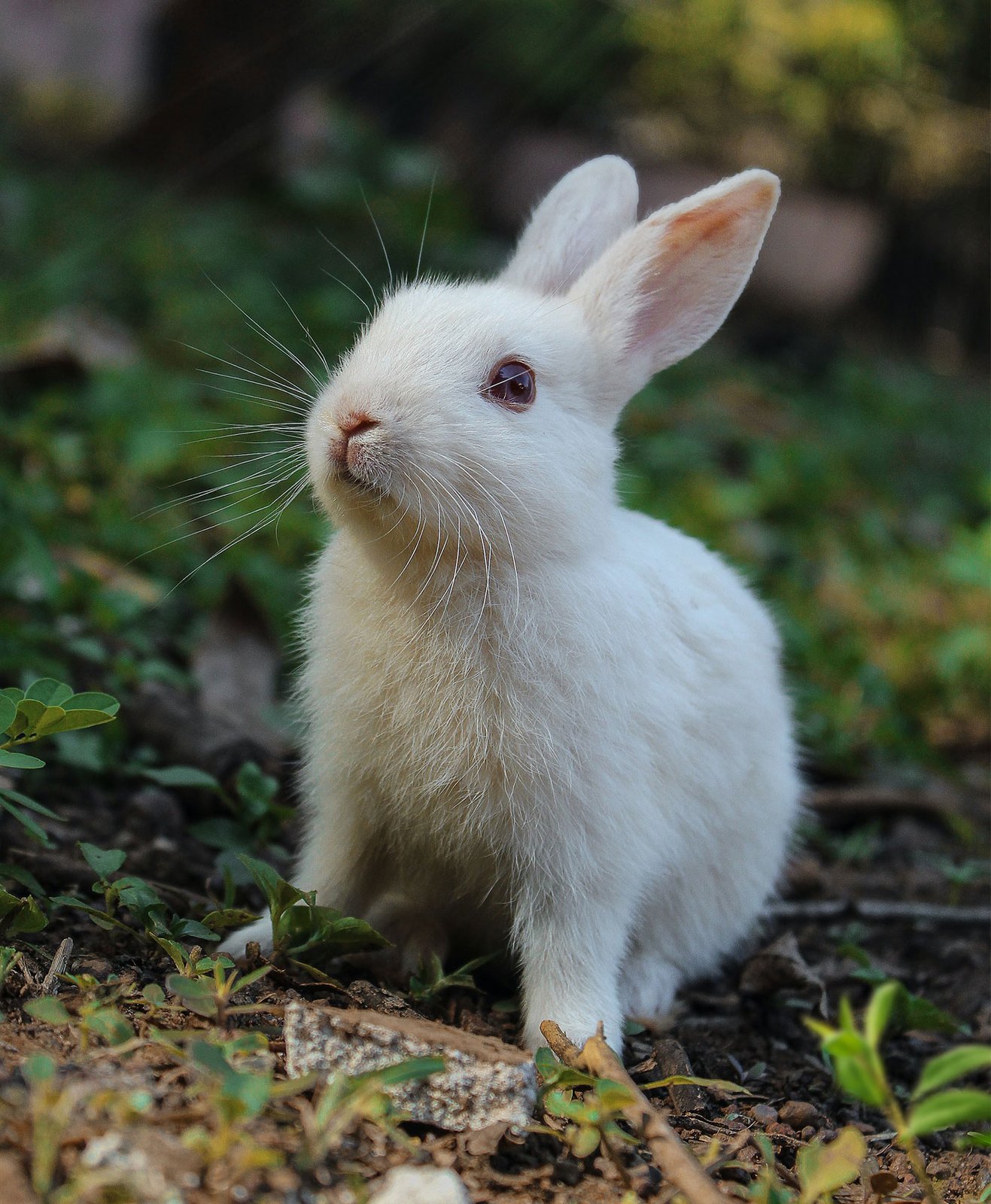 Un joli lapin blanc dans un jardin
