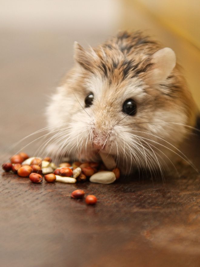 Un hamster en train de manger