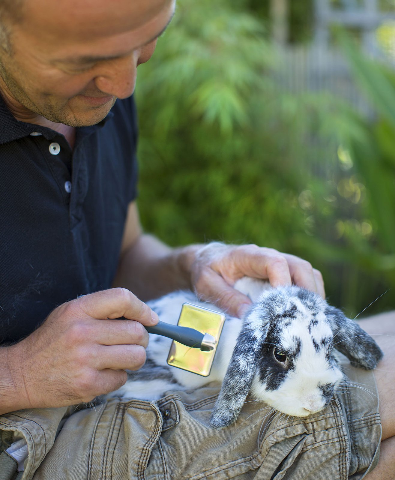 Un homme brosse et prend soin d'un lapin